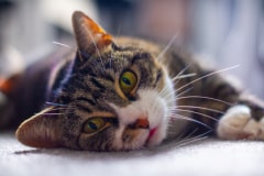 Pampered Tabby